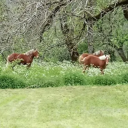 劳斯泰勒度假屋 度假居
