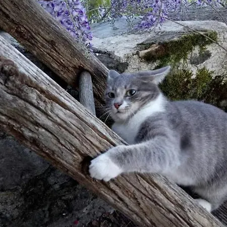 劳斯泰勒度假屋 度假居 Taussac