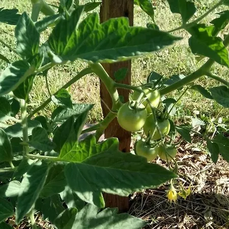 度假居 劳斯泰勒度假屋