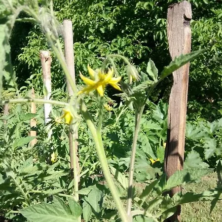 度假居 劳斯泰勒度假屋 Taussac