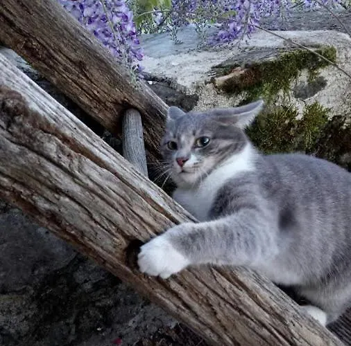L'oustalou Hébergement de vacances Taussac