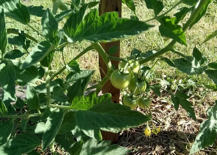 Hébergement de vacances L'oustalou