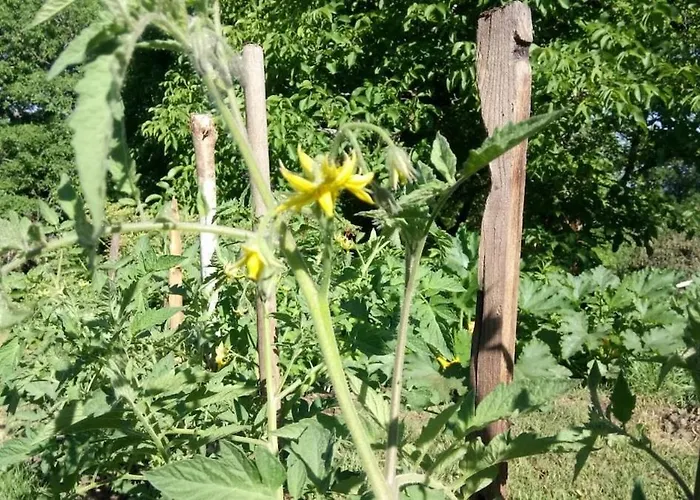 Hébergement de vacances L'oustalou Taussac